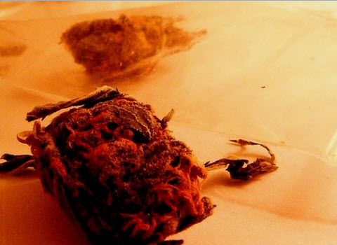 Cannabis 1 joint 7 cigarettes